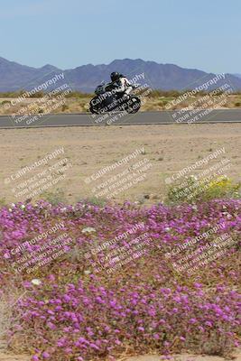 media/Mar-12-2023-SoCal Trackdays (Sun) [[d4c8249724]]/Turn 15 Inside Bloom (130pm)/